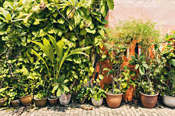 istock Potted plants near the house wall 1468191599