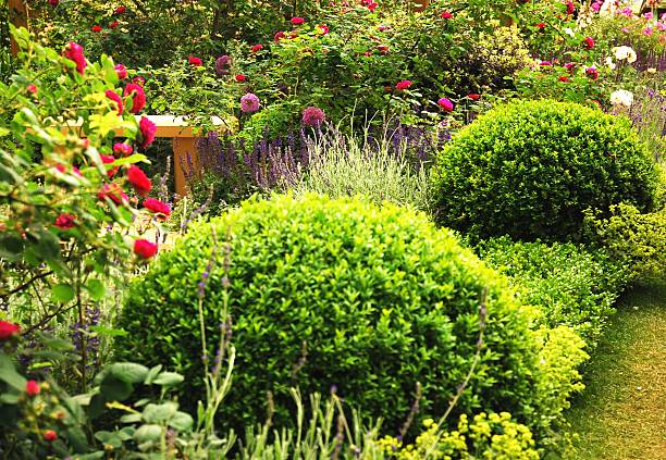 romantyczne garden - bush formal garden boxwood flower bed zdjęcia i obrazy z banku zdjęć