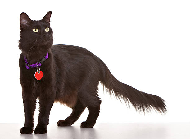 Black Cat stock photo