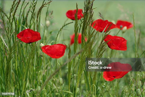 Rosso Poppies In Campo - Fotografie stock e altre immagini di Ambientazione esterna - Ambientazione esterna, Bellezza, Bellezza naturale