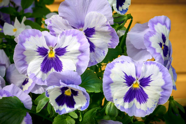 istock purple Garden pansy (Viola tricolor) close-up. Floral spring background. 1468197811
