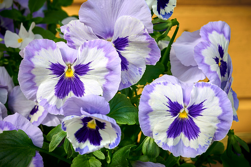 purple Garden pansy (Viola tricolor) close-up. Floral spring background.