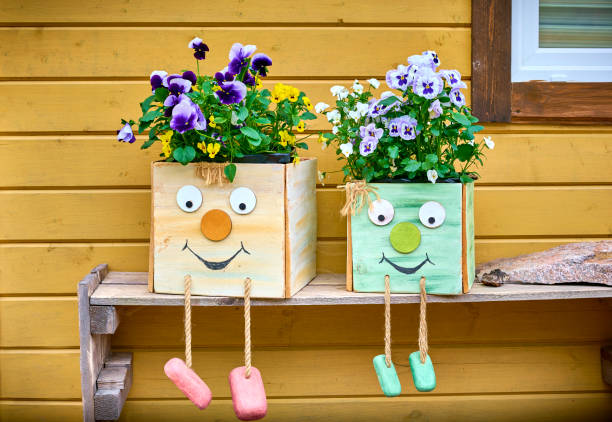 Garden pansy (Viola tricolor) in cute flower boxes. Floral spring background.