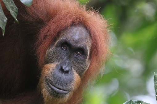 Sumatran orangutan is one of primate endemic in sumatra island. The conservation status of this species is endered spicies