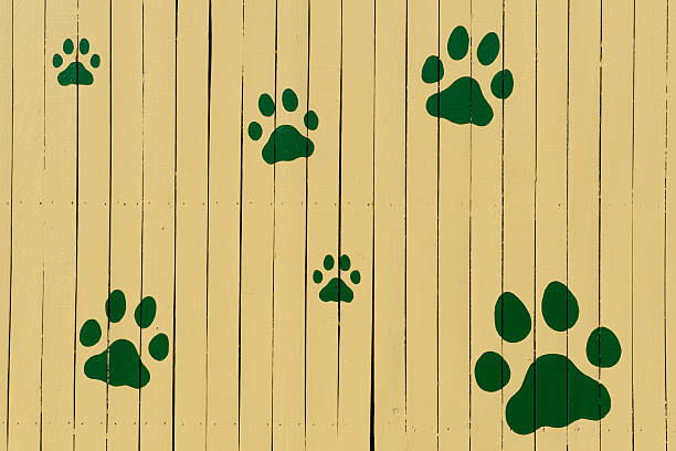 istock Paw Prints on Yellow Fence 146819922