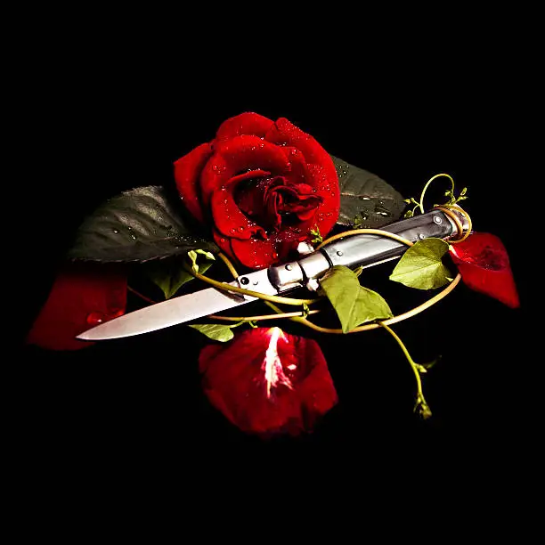 a red rose growing around a stiletto knife