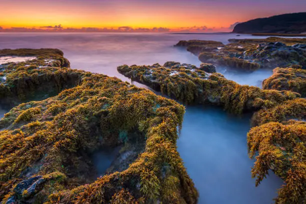 In the first months of the year, it is also the time when the ancient limestone beach in Phu Yen province, Vietnam is covered with a layer of seaweed; it is like a new coat that mother nature gives.