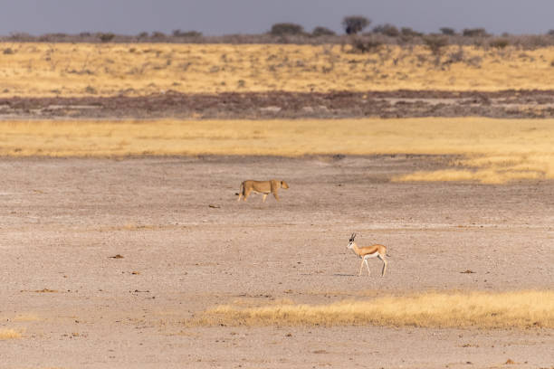 Lions rest in shade near a waterhole in Southern Africa