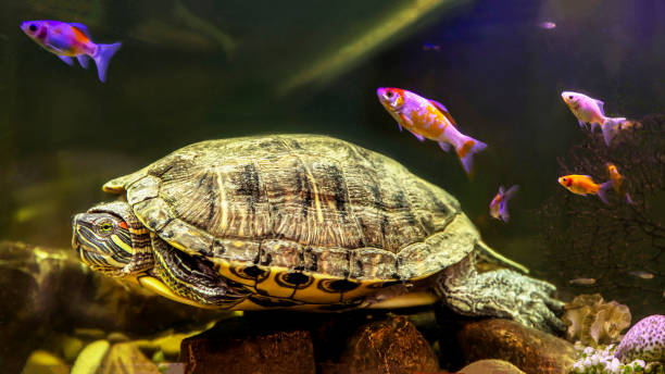 istock Red-eared turtle in the aquarium. 1468201812