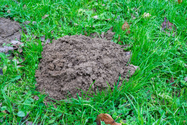 istock On the green grass, a breast of earth dug by a mole. 1468201997