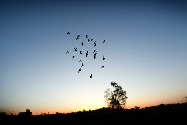 Pigeons voar como um grupo assistindo ao nascer do sol - foto de acervo
