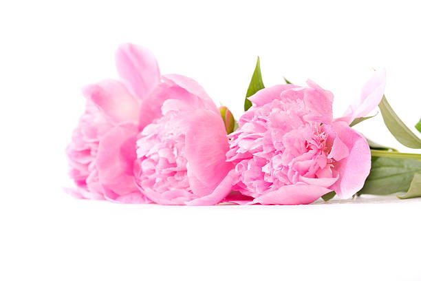 peony flowers isolated stock photo