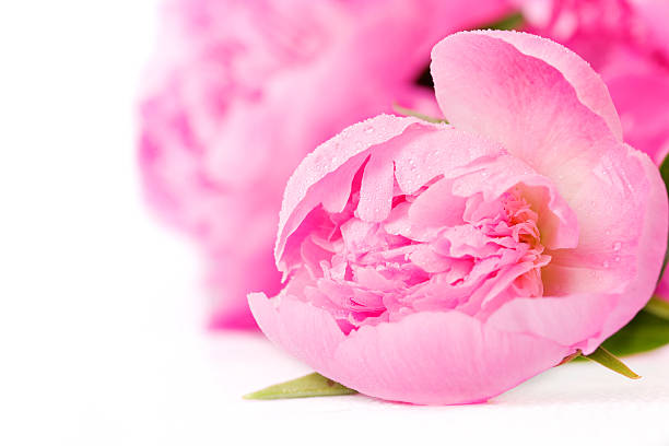 peony flowers isolated stock photo