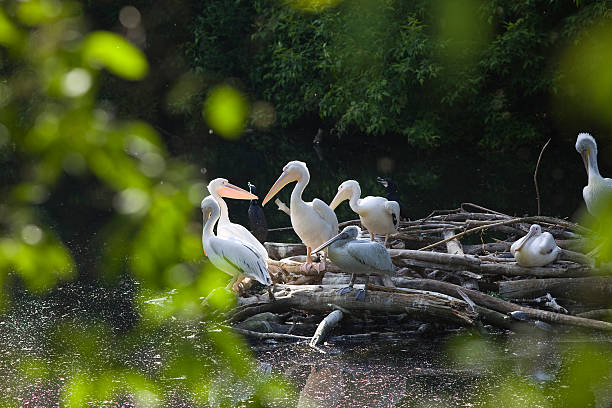 istock Pelican nest on lake 146820381