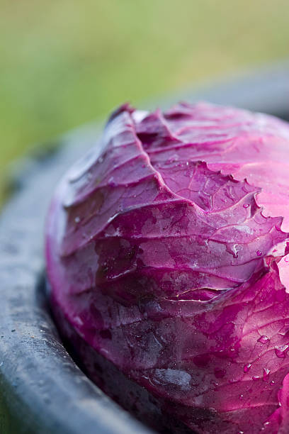 Red Cabbage stock photo