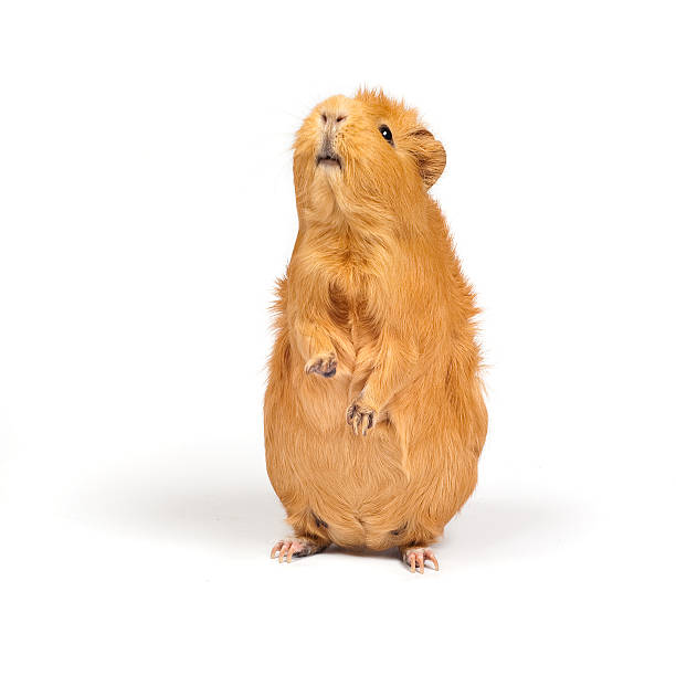 Brown guinea pig standing on hind legs stock photo