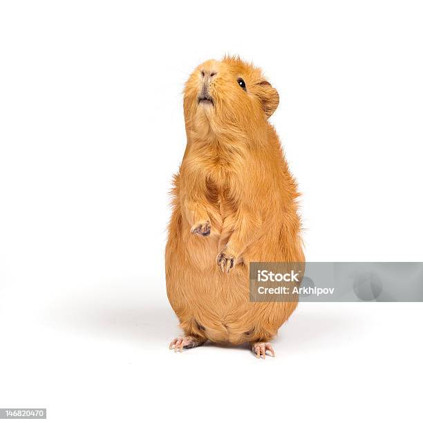 Foto de Porquinhodaíndia Malas e mais fotos de stock de Porquinho-da-índia - Porquinho-da-índia, Fundo Branco, Branco