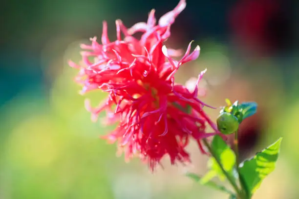 Dahlia is a member of the Compositae (also called Asteraceae) family of dicotyledonous plants, blooming in the autumn