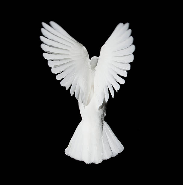 istock White dove in flight resembling an angel 146820551