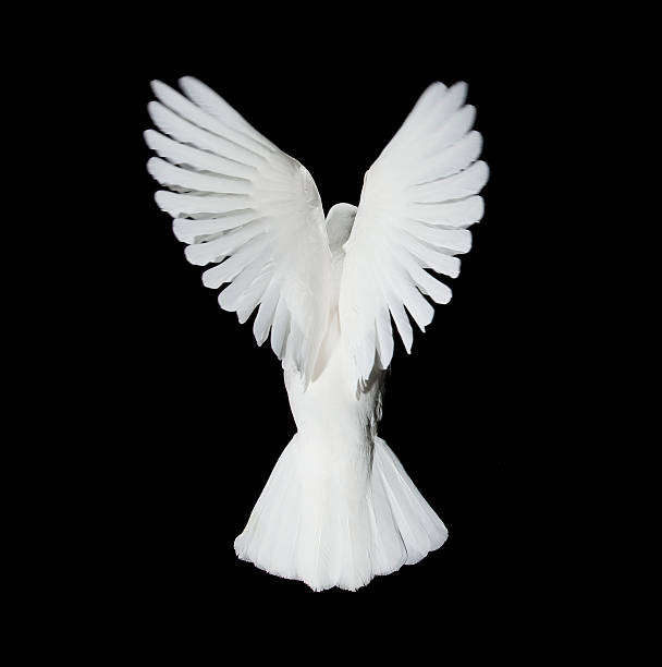 Biała Gołębica na lot przypominające to angel – zdjęcie