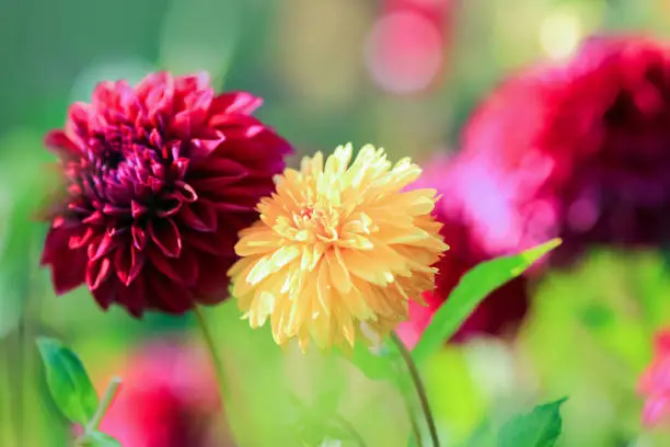 Dahlia is a member of the Compositae (also called Asteraceae) family of dicotyledonous plants, blooming in the autumn