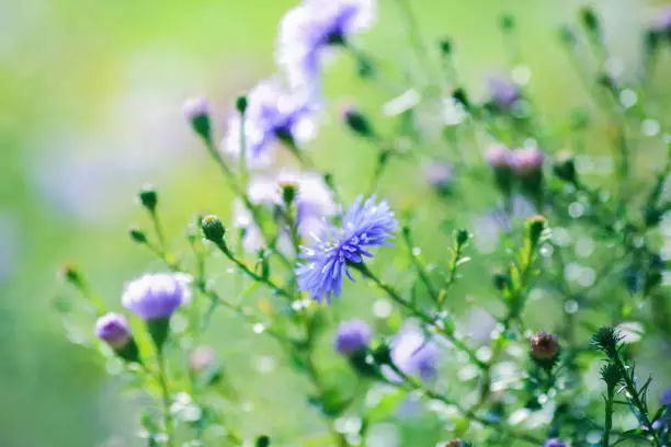 Summer background with blooming blue aster in the garden