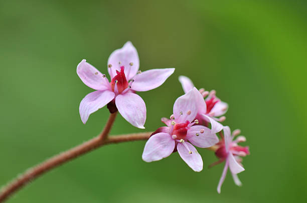 darmera peltata, cibora zmienna - cibora zdjęcia i obrazy z banku zdjęć