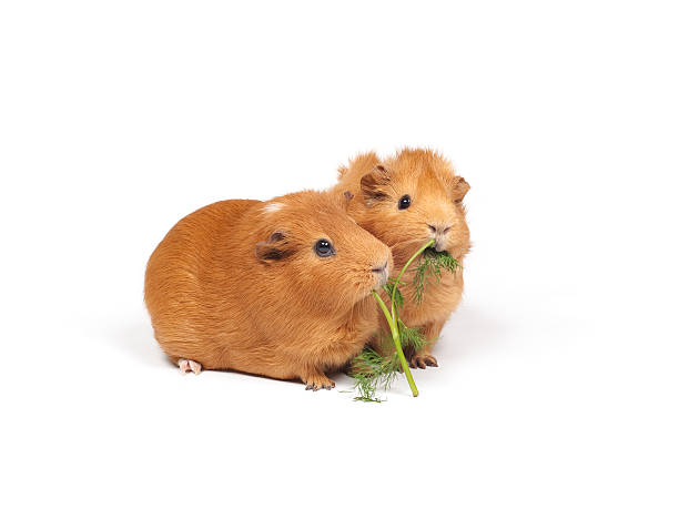 Two guinea pigs eat dill stock photo