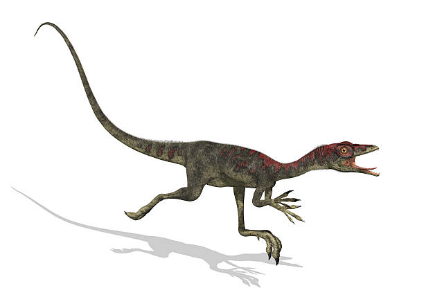 Compsognathus Dinosaur Running stock photo