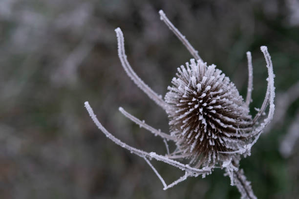 givre sur une tête de graine teasel - seed head photos et images de collection