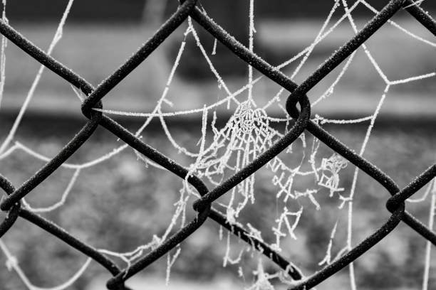 Free Stock Photo of Chain Link Fence in Black and White | Download Free ...