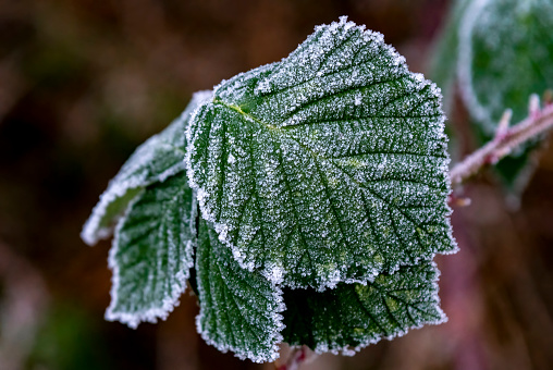 Hoar frost on a blackberry leaf.