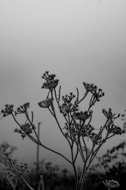Frost on cow parsley seed head.