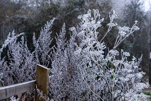 frosty grass on the river shore