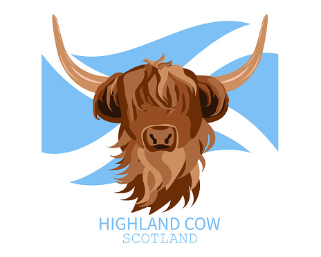 Portrait of Highland cattle, cow. Cute head of Scottish cattle  with Scottish flag isolated on white background. Vector illustration.