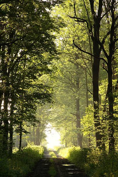 istock Country road through the forest 146821012