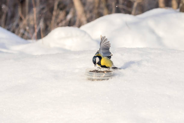 istock A great yellow-breasted tit in a snowy forest feeds on seeds. 1468210579