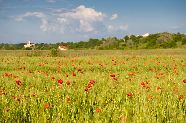 Red poppies on green wheat field under blue sky stock photo