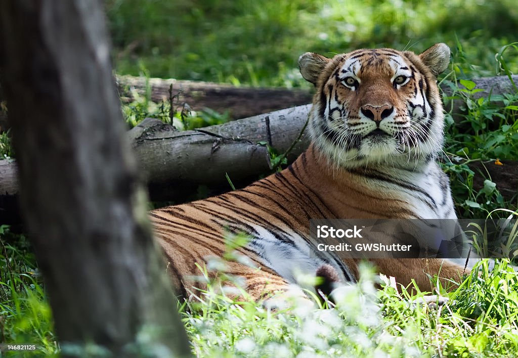 Tigre-suave - Royalty-free Animal Foto de stock