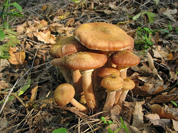 Autumnal mushrooms. stock photo