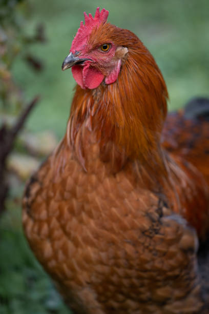 istock beautiful chickens and roosters outdoors in the yard. 1468214466