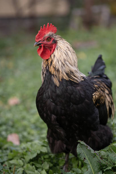istock beautiful chickens and roosters outdoors in the yard. 1468214471
