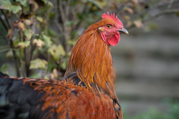 istock beautiful chickens and roosters outdoors in the yard. 1468214479