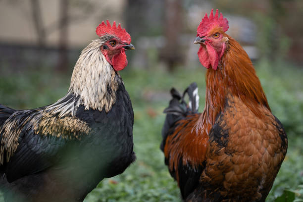 istock beautiful chickens and roosters outdoors in the yard. 1468214493