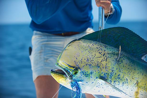 Fisherman with a Dolphin Fish or Dorado Mahi Mahi caught fishing offshore at the Gulf Stream big game fishing stock pictures, royalty-free photos & images