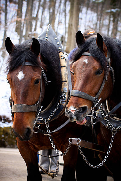 Horses pulling a carriage stock photo