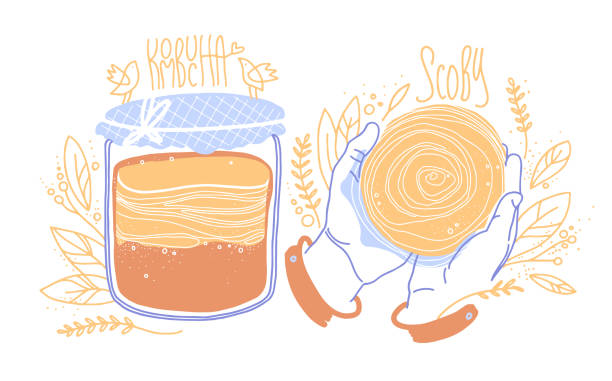 Kombucha fermented probiotic homemade tea. Scoby in human hands. Mushroom, glass jar with fungus drink. Flat cartoon style. Hand-drawn vector sketch. Kombucha fermented probiotic homemade tea. Scoby in human hands. Mushroom, glass jar with Healthy fungus drink. Flat cartoon style. Decorative hand-drawn vector, colored sketch. kombucha jar stock illustrations