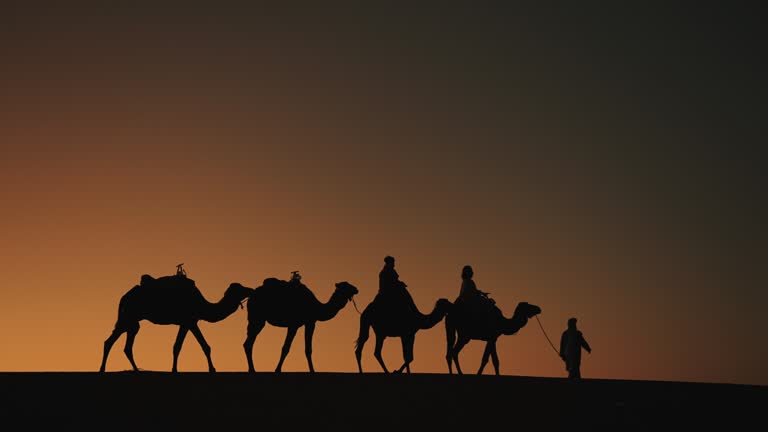 In silhouette Tourists on train of camels in Sahara Desert led by guide herdsman in sunset