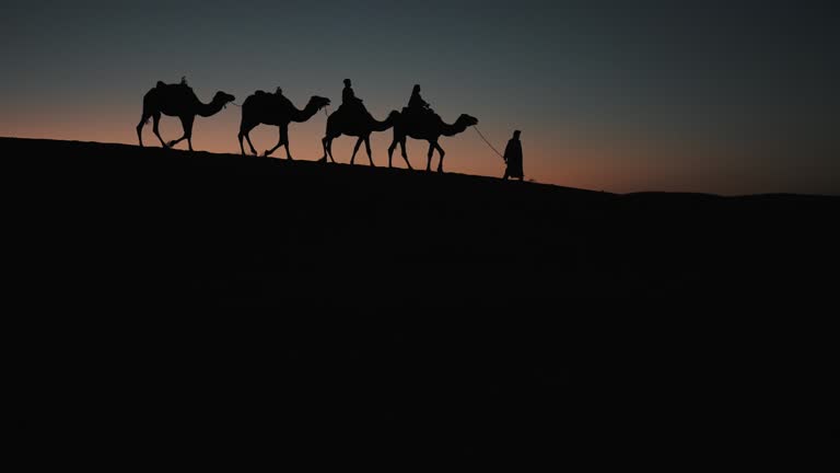 In silhouette Tourists on train of camels in Sahara Desert led by guide herdsman in sunset