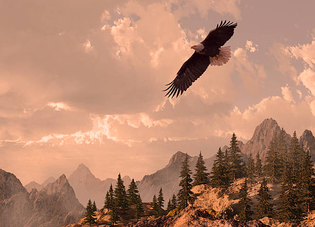 Bald Eagle Soaring in the High Country stock photo